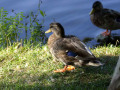 crw_3220