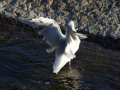 crw_3233
