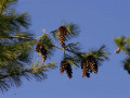 crw_3234