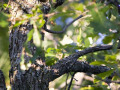 crw_3240
