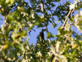 crw_3242