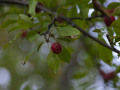 crw_3243