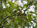 crw_3244