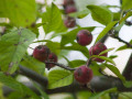 crw_3245